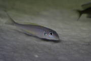 Xeniotilapia flavipinnis Chituta