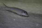 Xeniotilapia flavipinnis Chituta