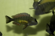 Tropheus sp. Kasanga