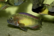 Tropheus sp. Kasanga