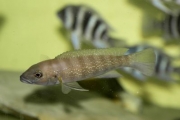 Lepidiolamprologus cunningtoni