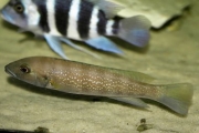 Lepidiolamprologus cunningtoni