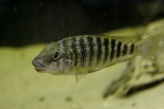 Petrochromis polyodon Mtoto