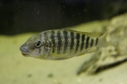 Petrochromis polyodon Mtoto