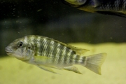 Petrochromis polyodon Mtoto