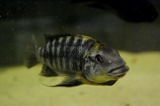 Petrochromis polyodon Mtoto