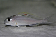 Xenotilapia nigrolabiata Red Princess