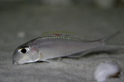 Xenotilapia nigrolabiata Red Princess