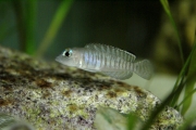 exLamprologus signatus Chimba