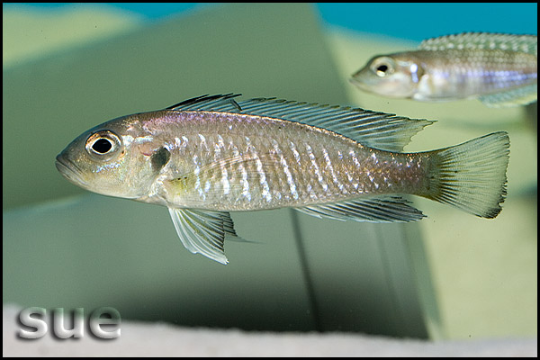 Triglachromis otostigma