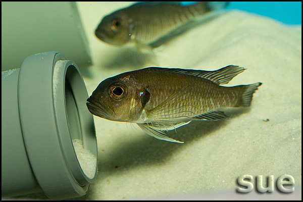 Triglachromis otostigma