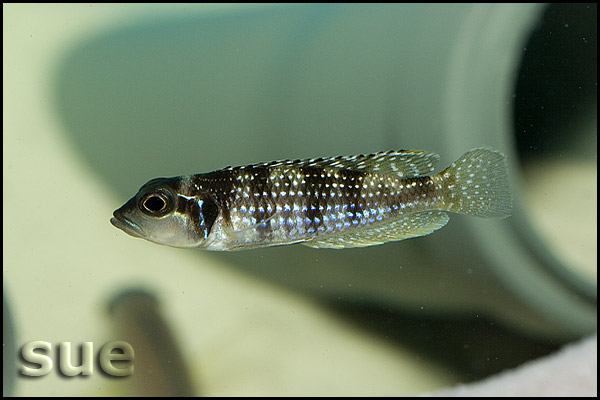 Neolamprologus meleagris