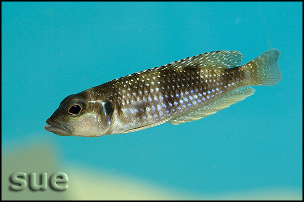 Neolamprologus meleagris