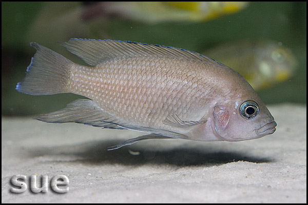 Variabilichromis moorii Zambia