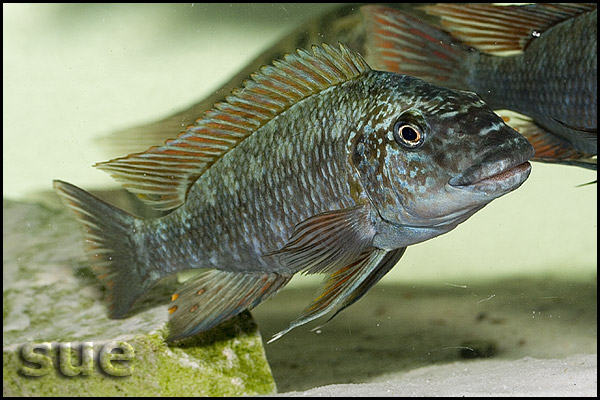 Petrochromis texas red fin Longola