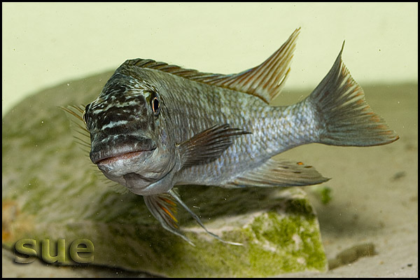 Petrochromis texas red fin Longola