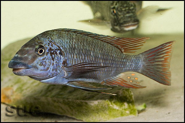 Petrochromis texas red fin Longola