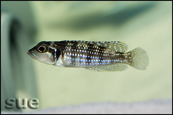 Neolamprologus meleagris