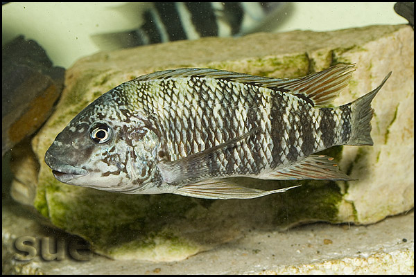 Petrochromis texas red fin Longola