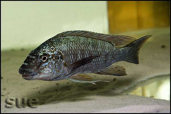 Petrochromis texas red fin Longola