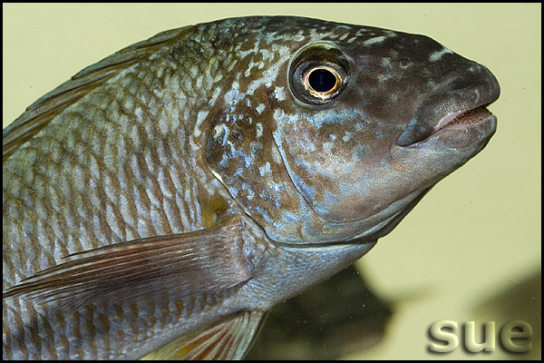 Petrochromis texas red fin Longola