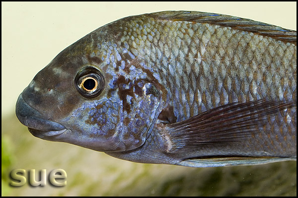 Petrochromis texas red fin Longola