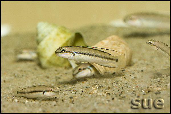 Telmatochromis vittatus shell