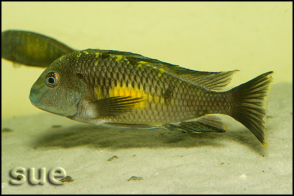 Tropheus sp. Kalambo mutant