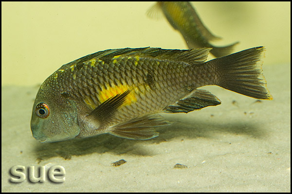 Tropheus sp. Kalambo mutant