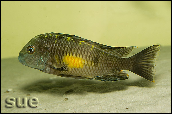 Tropheus sp. Kalambo mutant