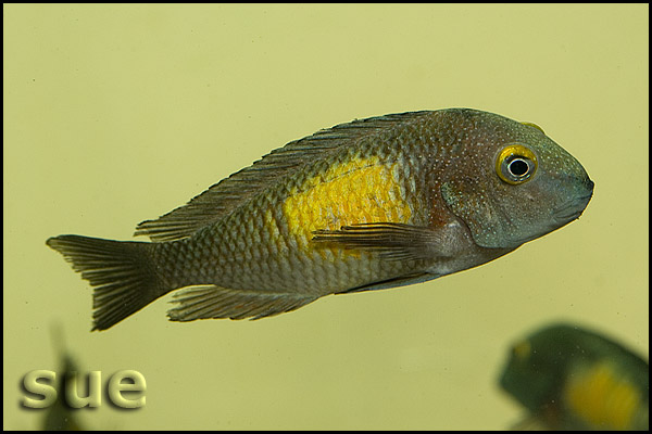 Tropheus sp. Kasakalawe