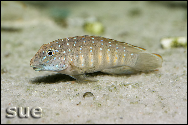 Eretmodus cyanostictus Kiku orange