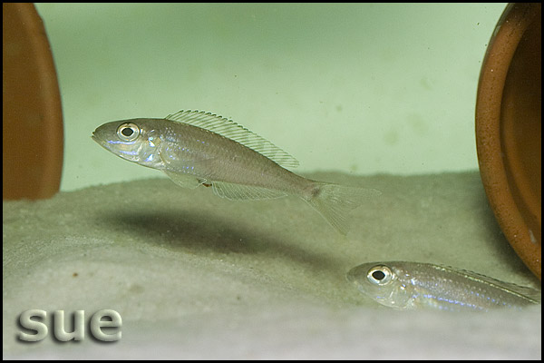 Mictodontochromis tenuidentatus