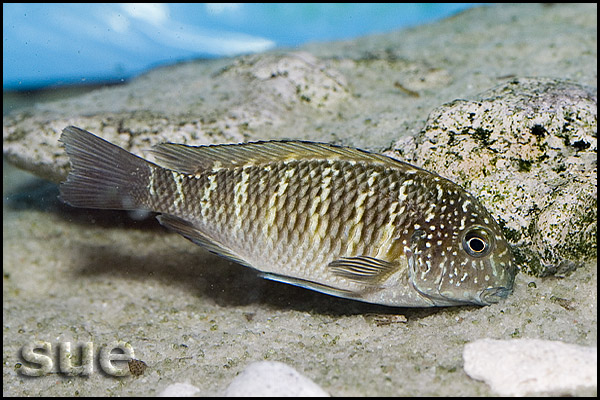 Tropheus sp. Murago