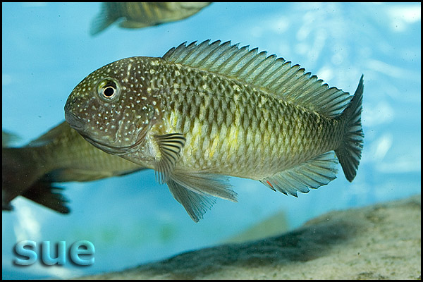 Tropheus sp. Murago