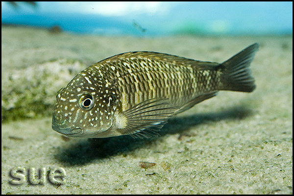 Tropheus sp. Murago