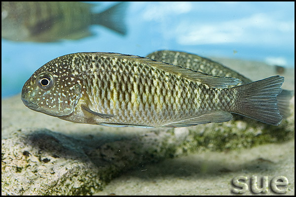 Tropheus sp. Murago