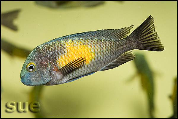 Tropheus sp. Kasakalawe