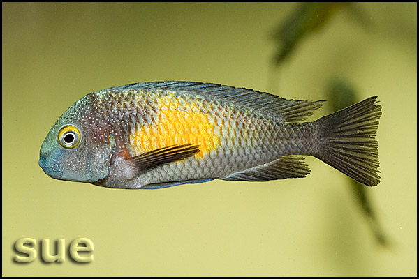 Tropheus sp. Kasakalawe