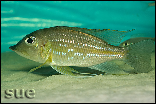 Gnathochromis permaxillaris