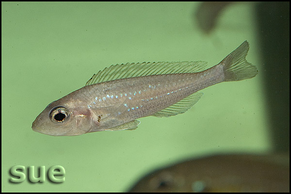 Microdontochromis rotundiventralis