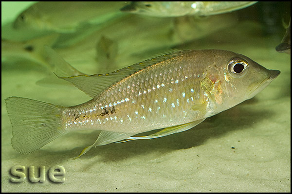 Gnathochromis permaxillaris