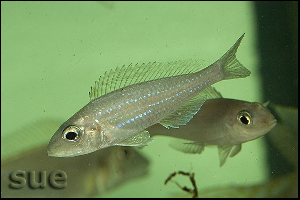 Microdontochromis rotundiventralis