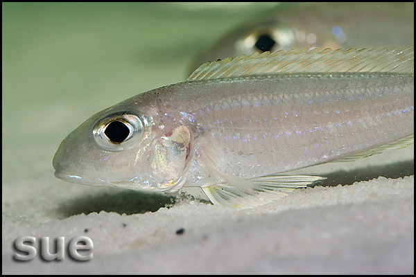 Xenotilapia bathyphilus Mtoto