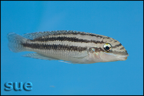 Julidochromis dickfeldi Chipimbi