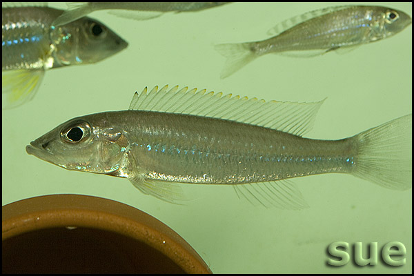 Reganochromis calliurus