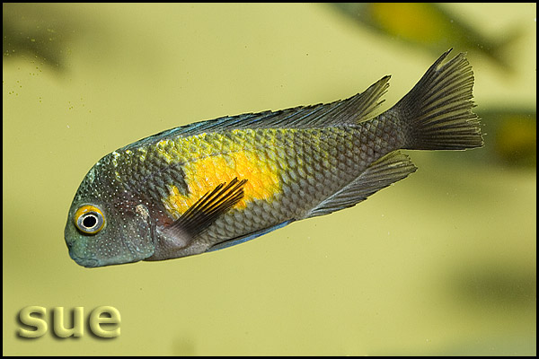 Tropheus sp. Kasakalawe