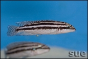 Julidochromis dickfeldi Chipimbi