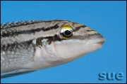Julidochromis dickfeldi Chipimbi