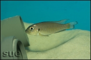 Triglachromis otostigma